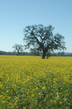 Laguna of Santa Rosa